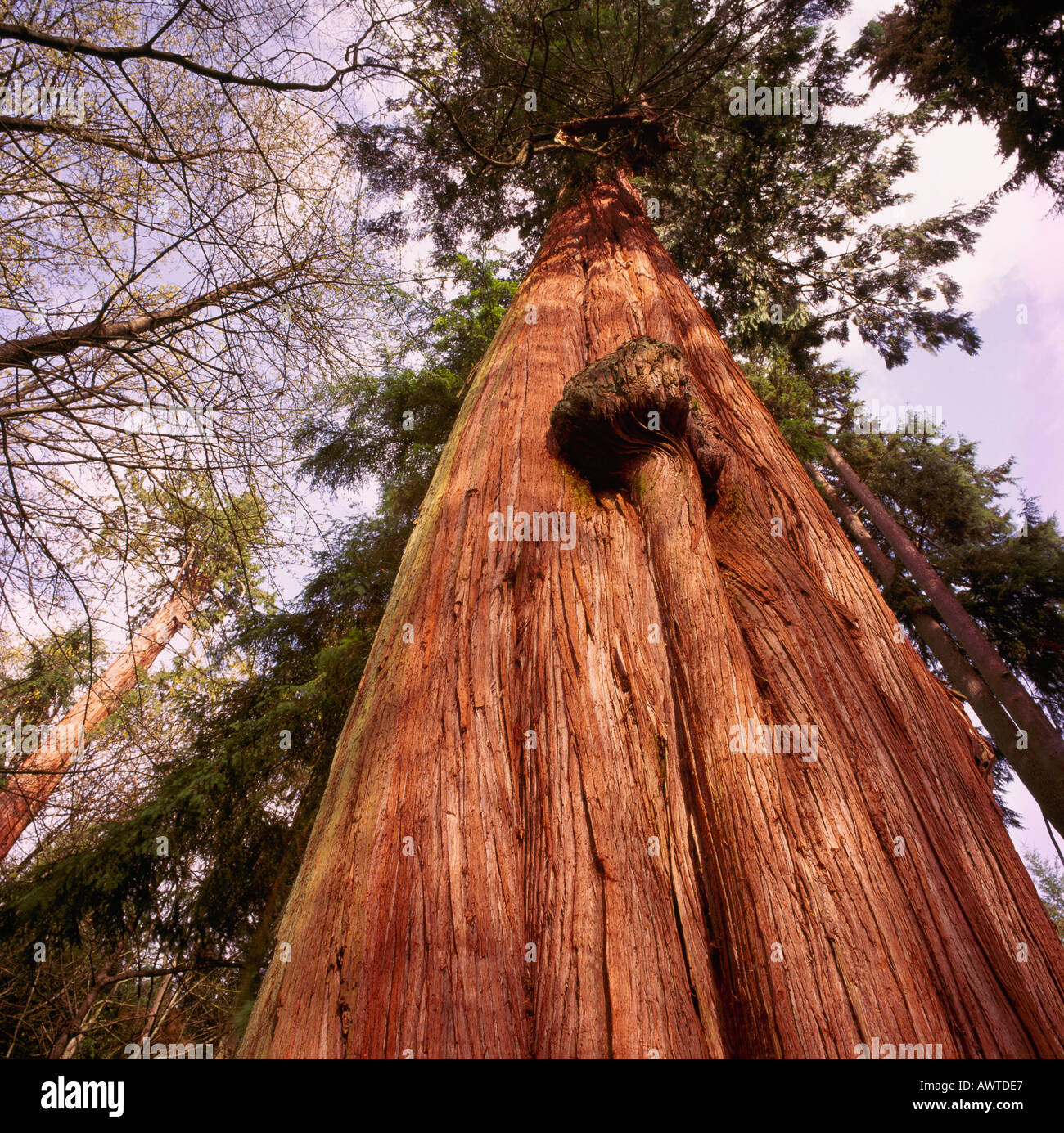 Looking up a large and tall Red Cedar Tree Trunk in a Forest along the ...