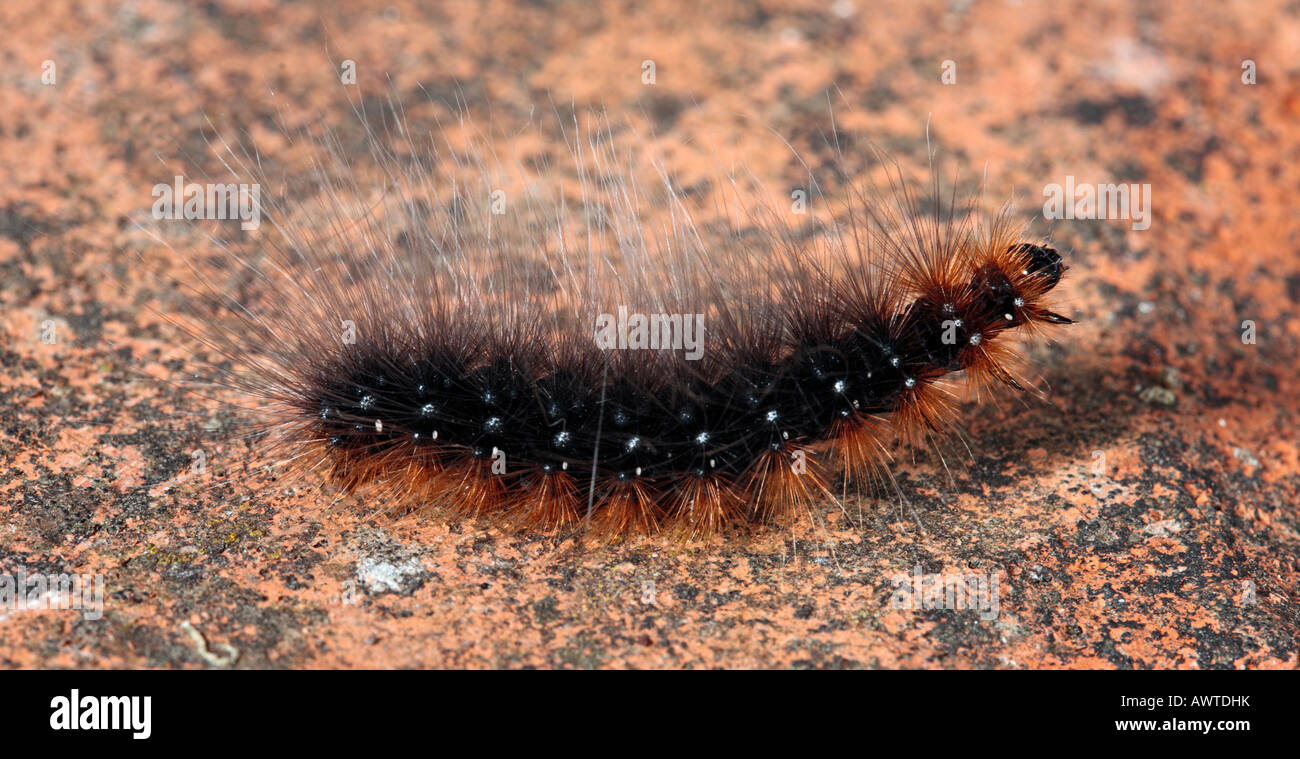 Garden Tiger Arctia caja moth larvae on paving Potton Beddfordshire Stock Photo