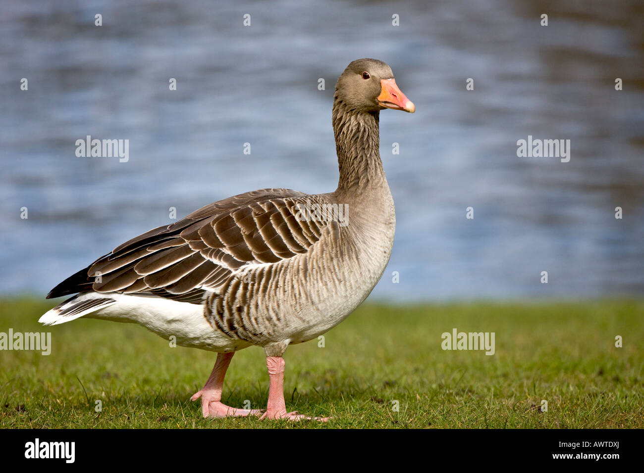 Alert Greylag Goose Stock Photo