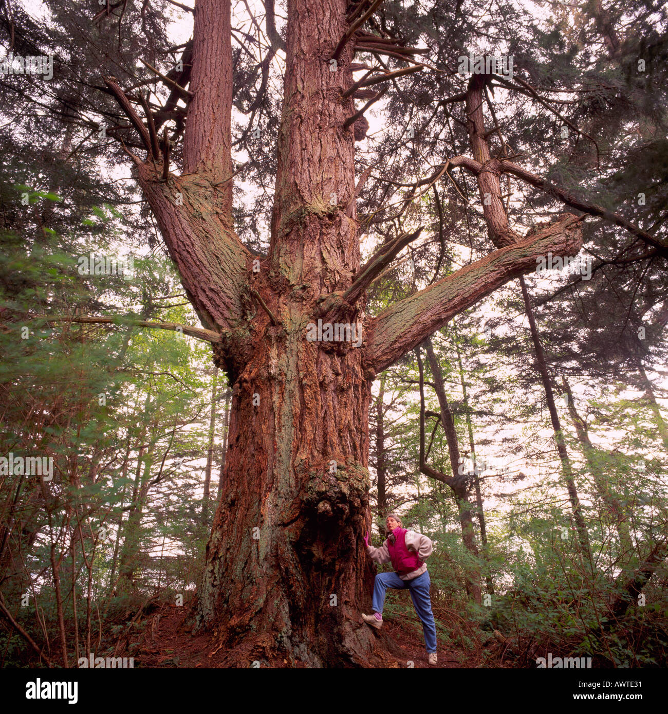 Hiker at Giant Douglas Fir Tree (Pseudotsuga menziesii) growing in Temperate Rainforest on Texada Island British Columbia Canada Stock Photo