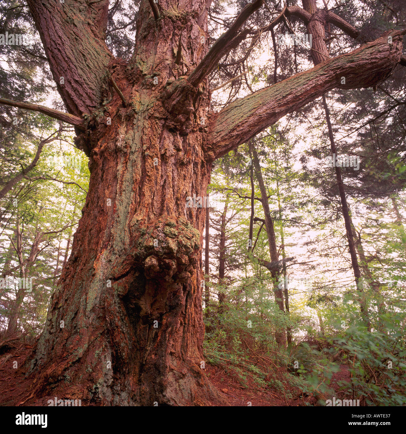 Giant Douglas Fir Tree (Pseudotsuga menziesii) growing in a Temperate Rainforest on Texada Island British Columbia Canada Stock Photo