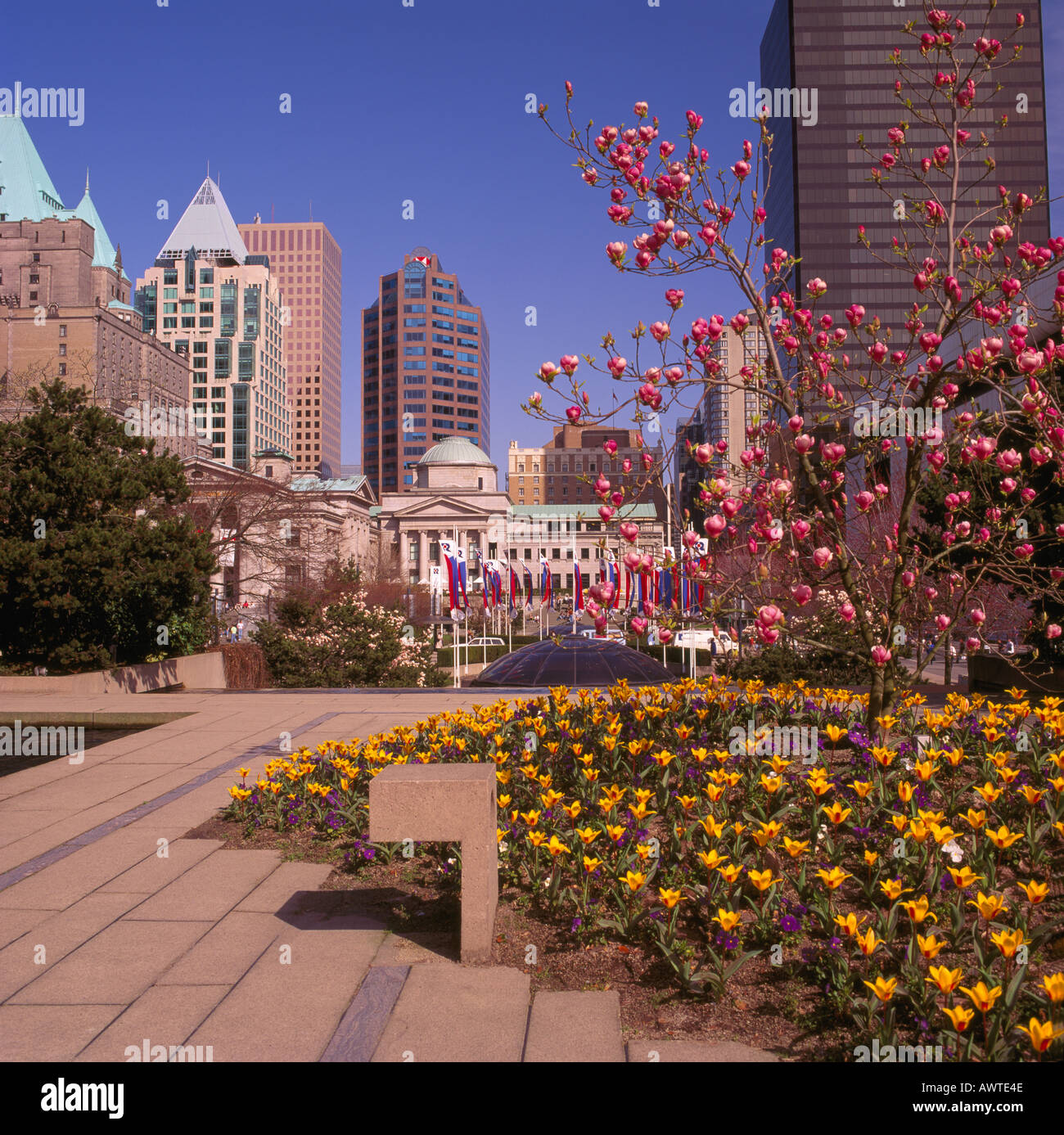 Spring Flowers Downtown at Robson Square in the City of Vancouver