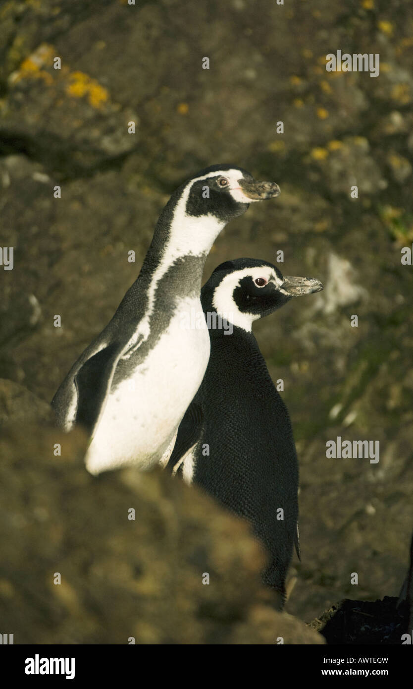 Humboldt Penguin (Spheniscus humboldti) (on left) Endangered, alongside more common Magellanic Penguin Isla Chiloe Chile Stock Photo