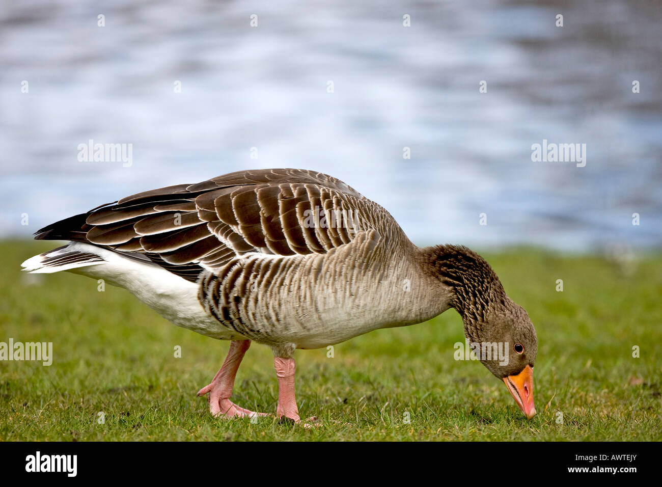 Greylag Goose eating Stock Photo