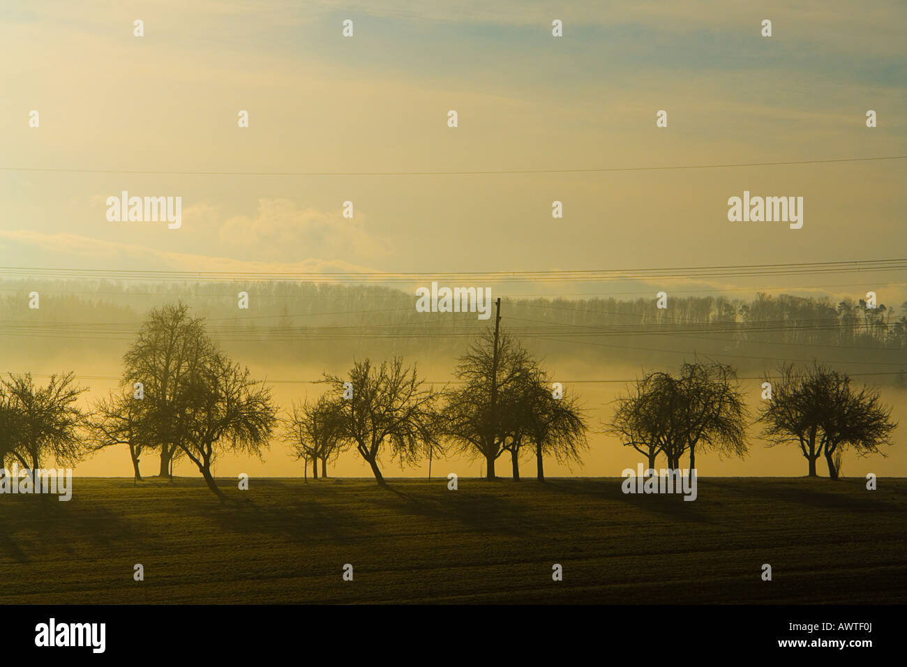 Morning fog in mid-January Stock Photo