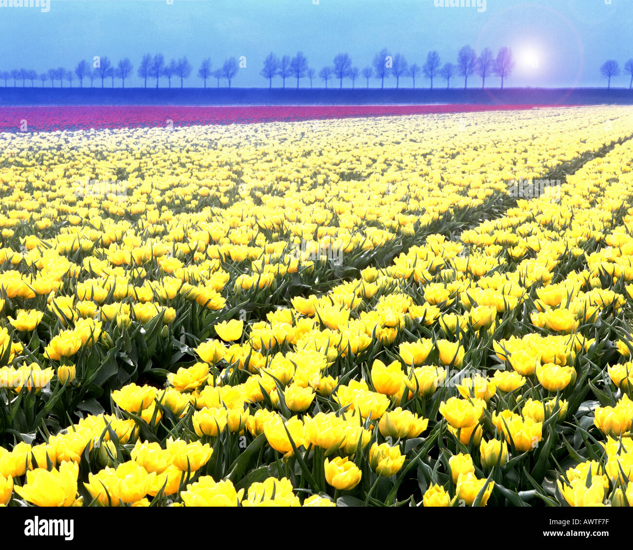 NL - NOORDHOLLAND: Tulip Fields Stock Photo