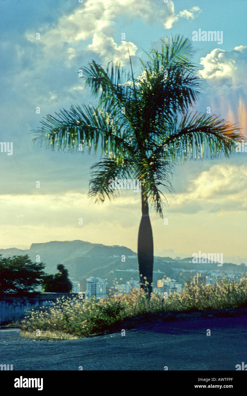 Backlit Palm Tree, Caracas, Venezuela [3] Stock Photo
