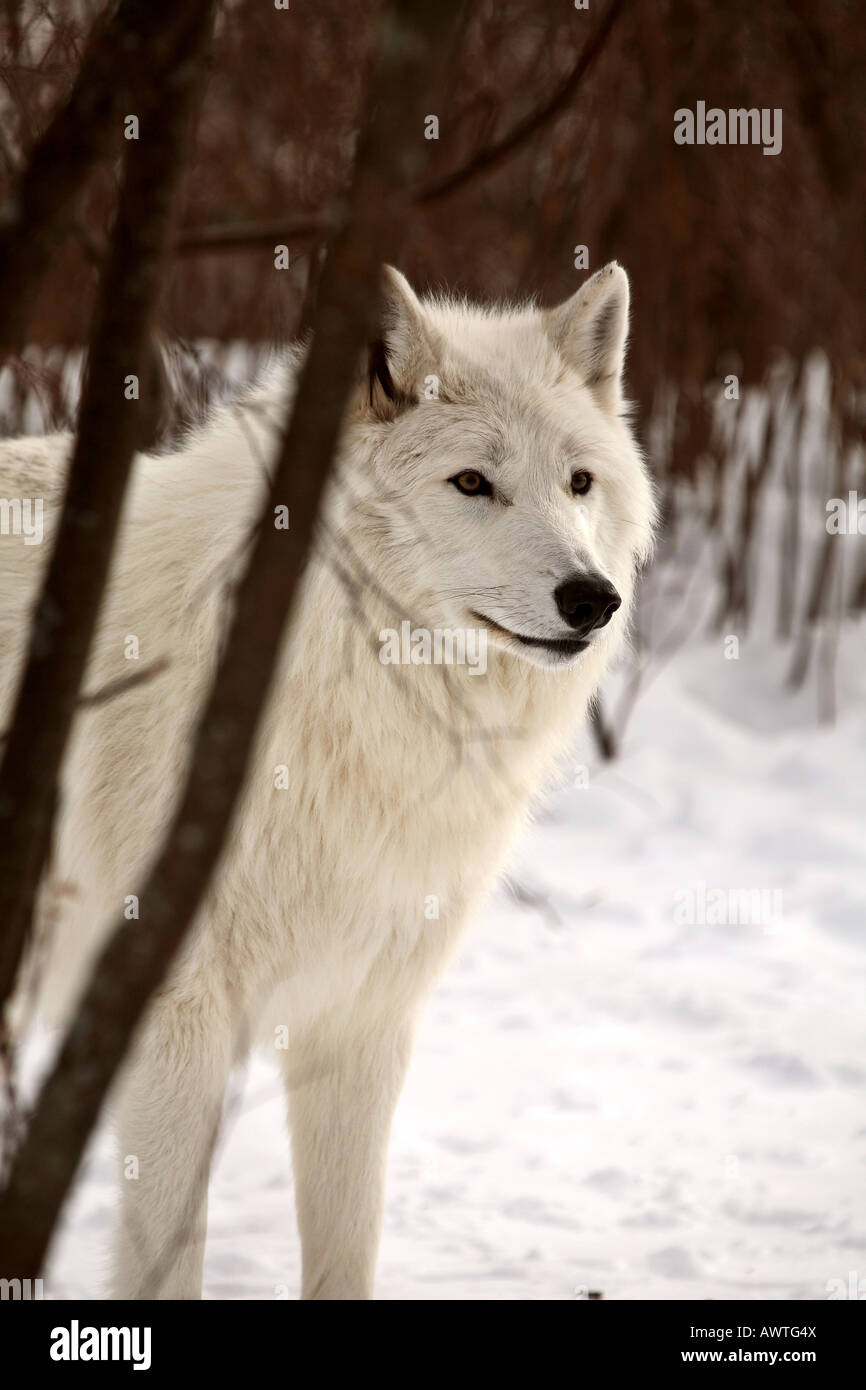 Arctic wolf hi-res stock photography and images - Alamy