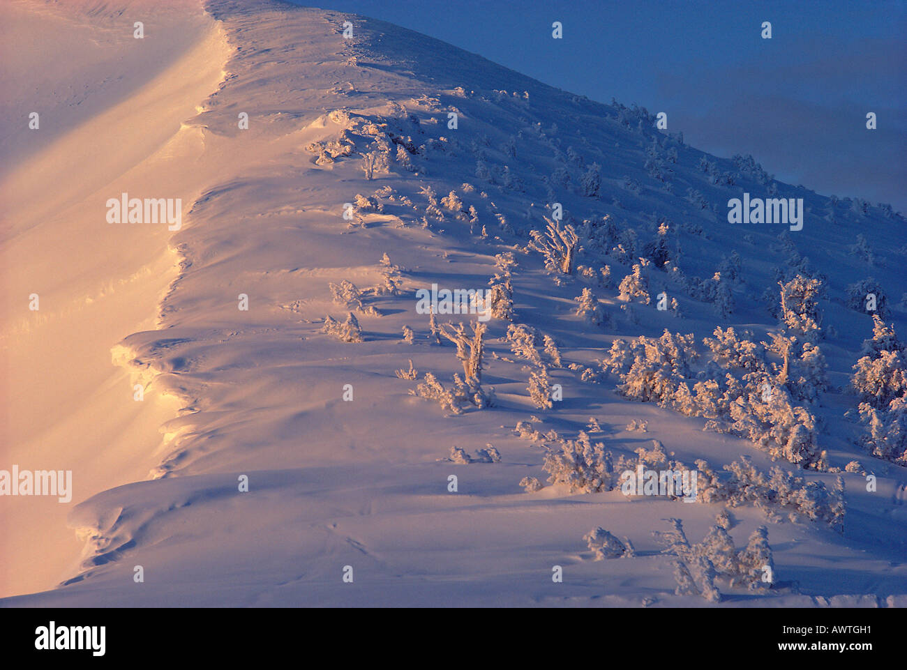 Sunrise on bistlecone pine forest Pearl Peak Ruby Mountains Nevada United States Stock Photo