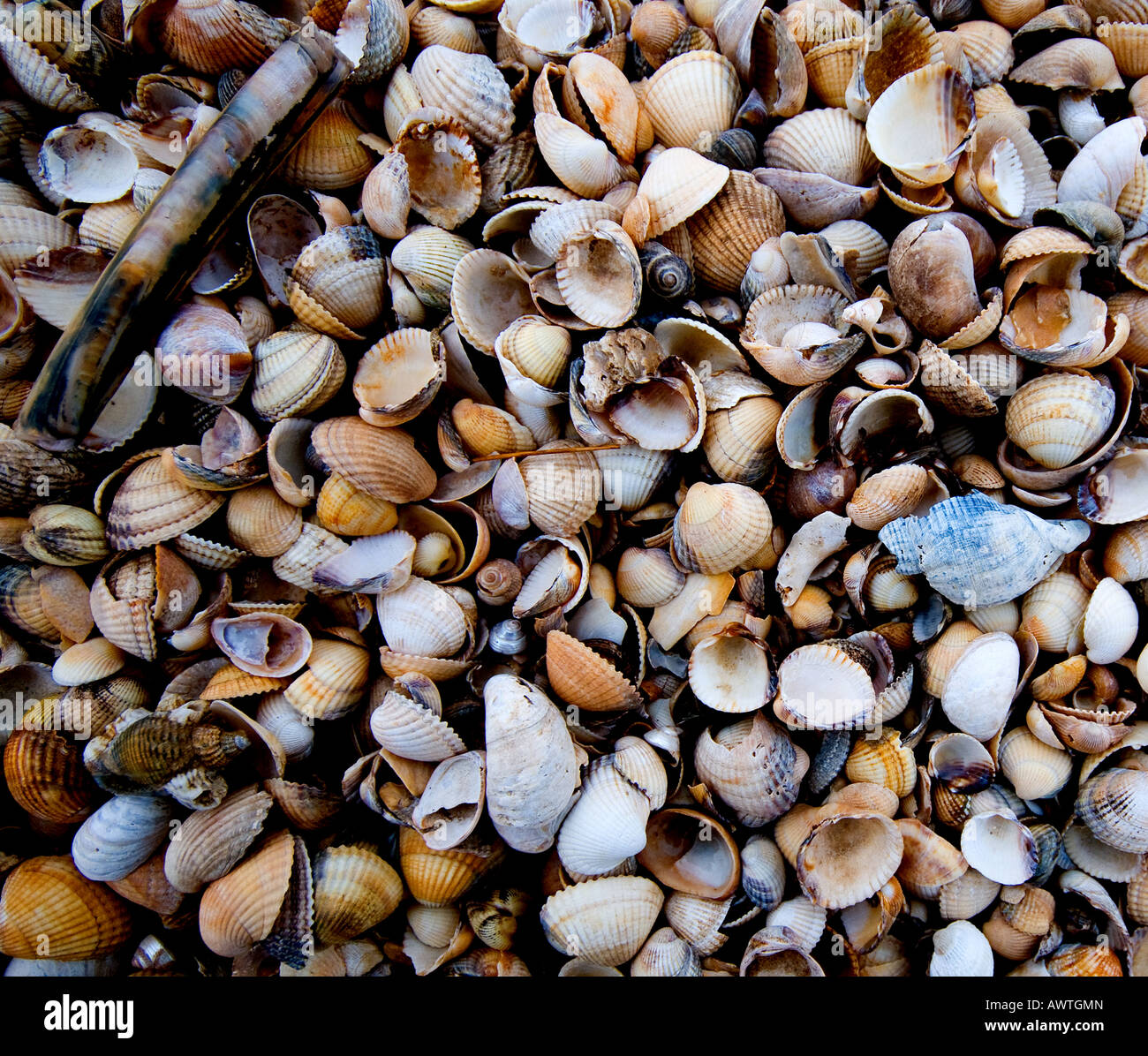 Assorted sea shells Stock Photo - Alamy