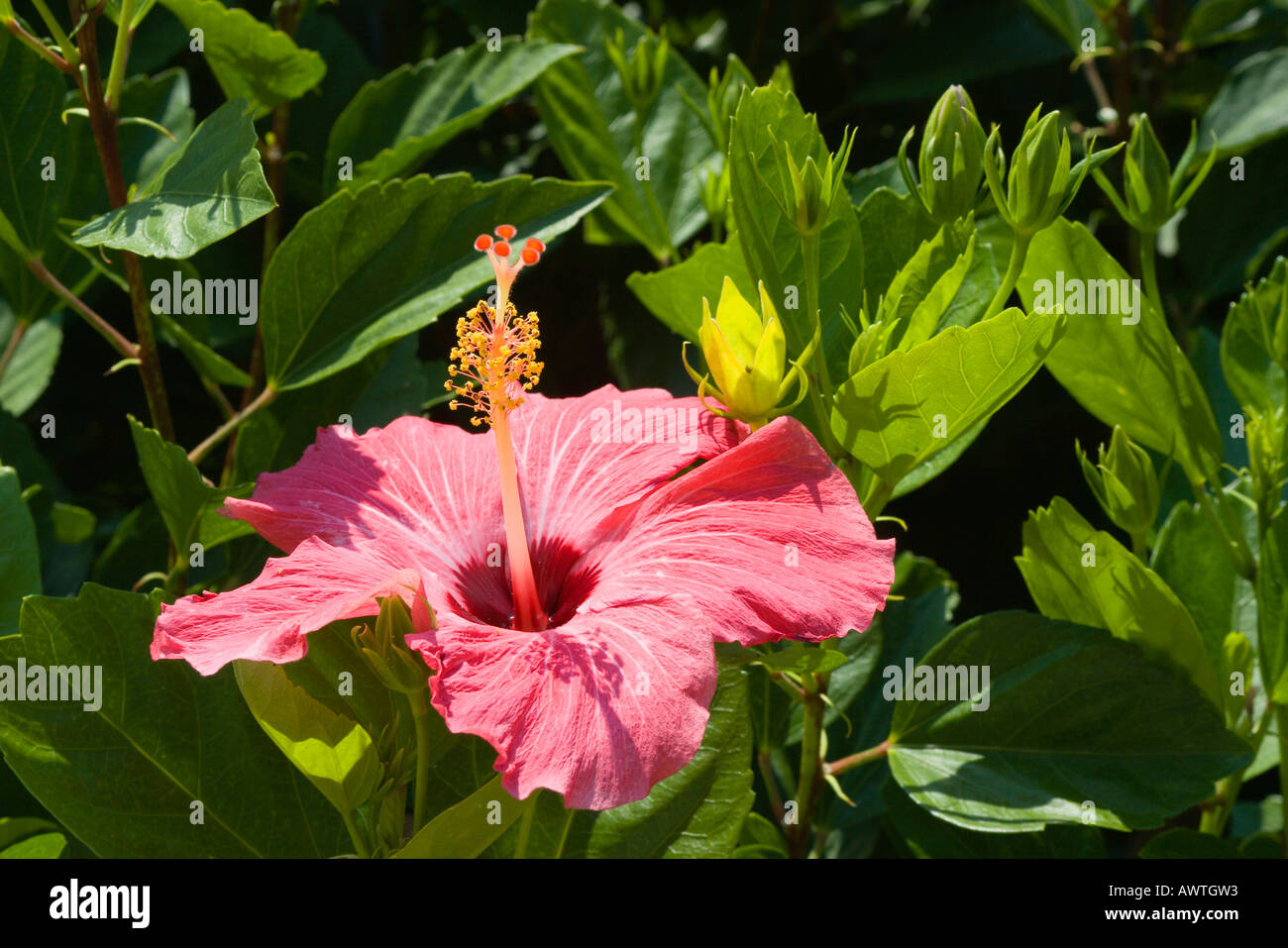 Red Hibiscus flower in bloom at Panama City Beach Florida USA Stock