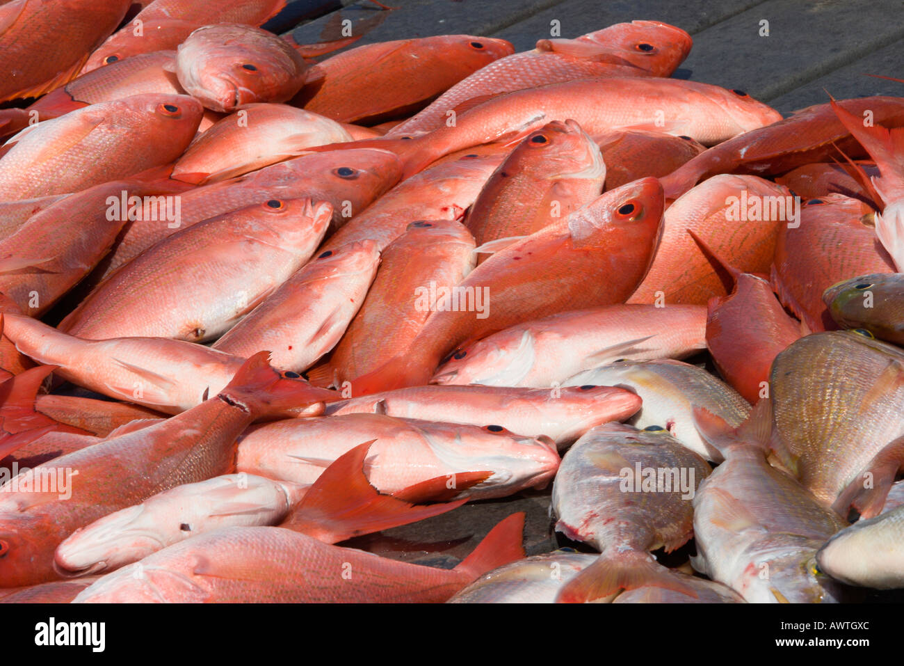 Red Snapper caught in the waters of the Gulf of Mexico on a private
