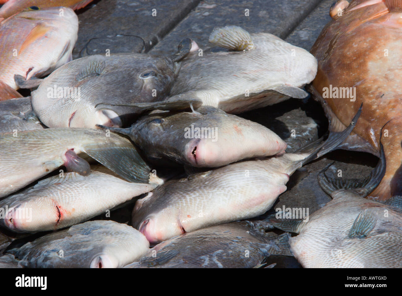 These triggerfish were caught in the Gulf of Mexico on a private