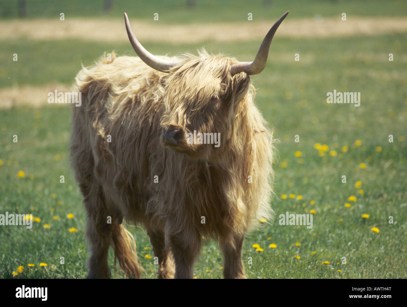 Highland Long-Haired cattle Stock Photo