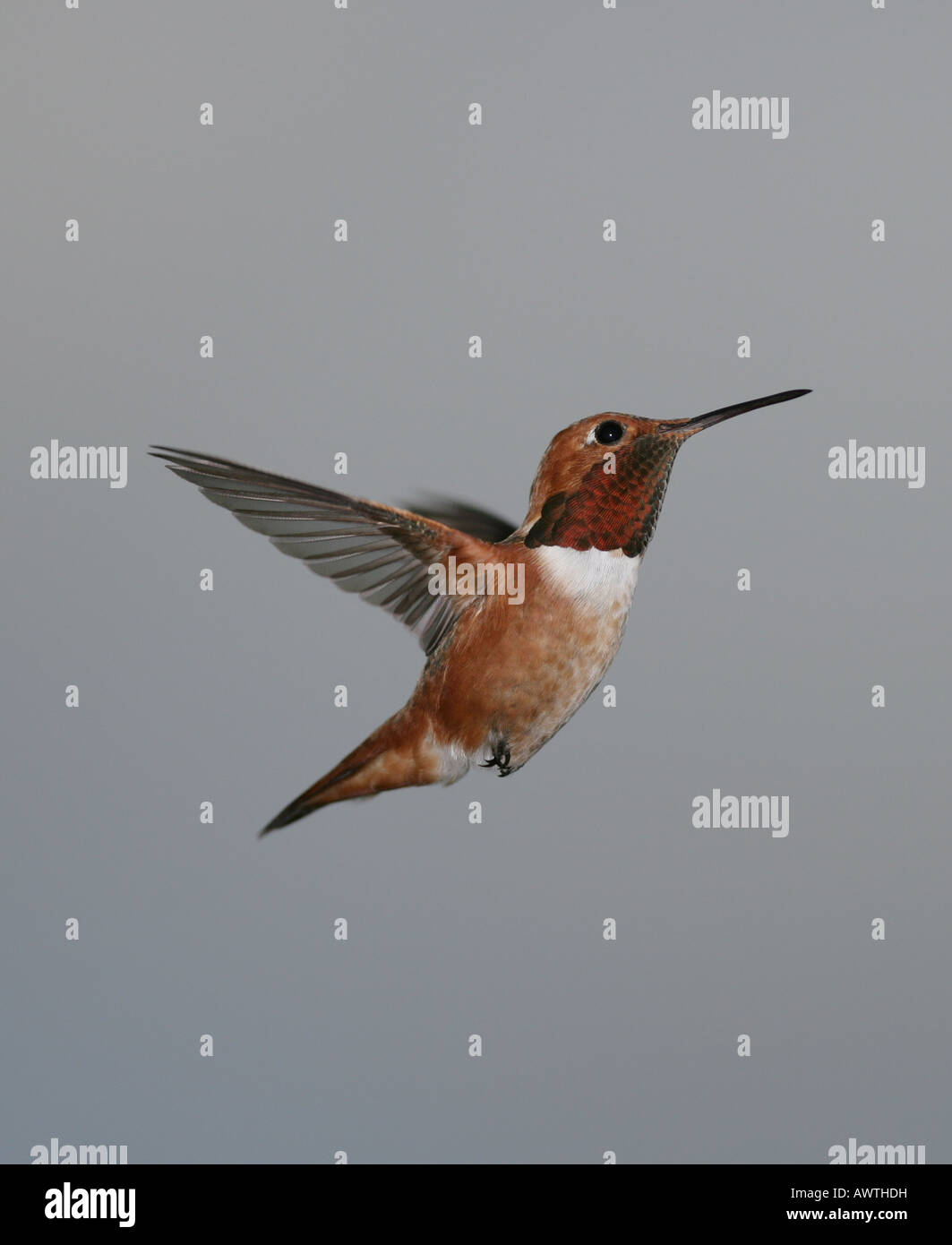 Male Rufous Hummingbird In Flight Rufous male hummingbird in flight with wings back and gray sky ...