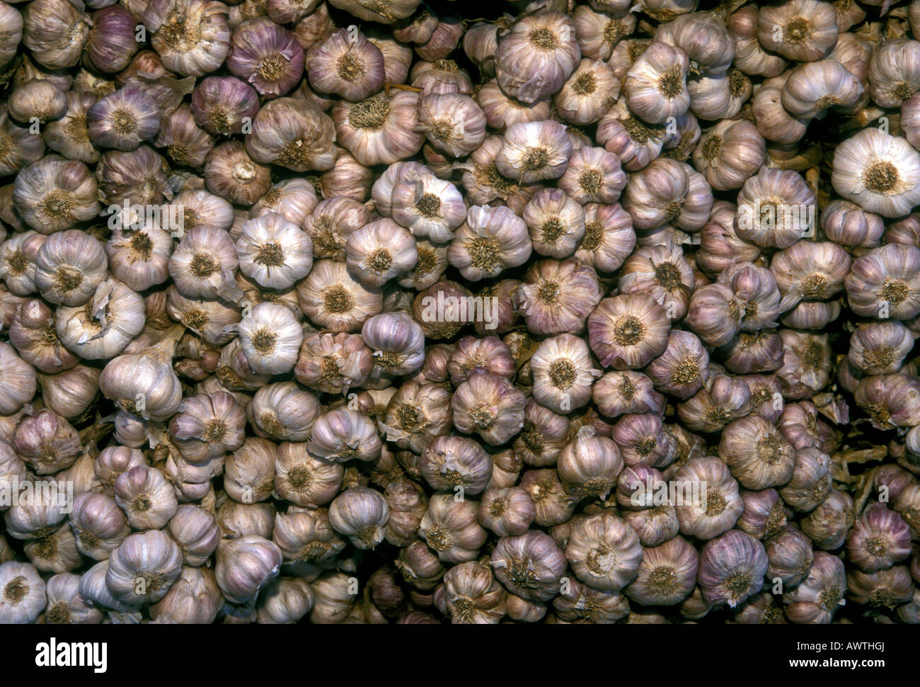 garlic bulb, garlic bulbs, fresh garlic, selling garlic, vegetable