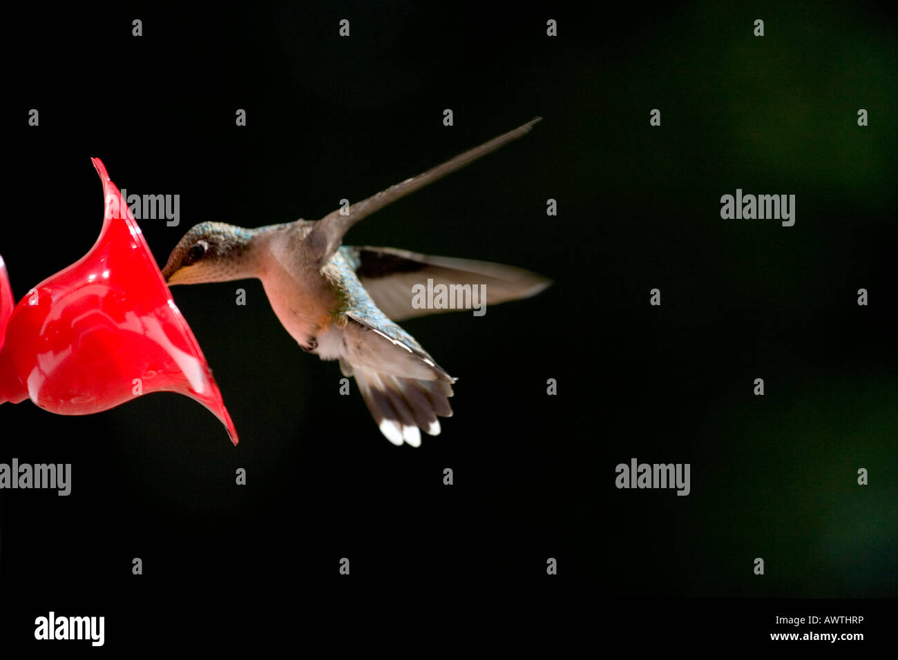 Ruby Throated Hummingbird, Adirondack Mountains, New York, United States Stock Photo