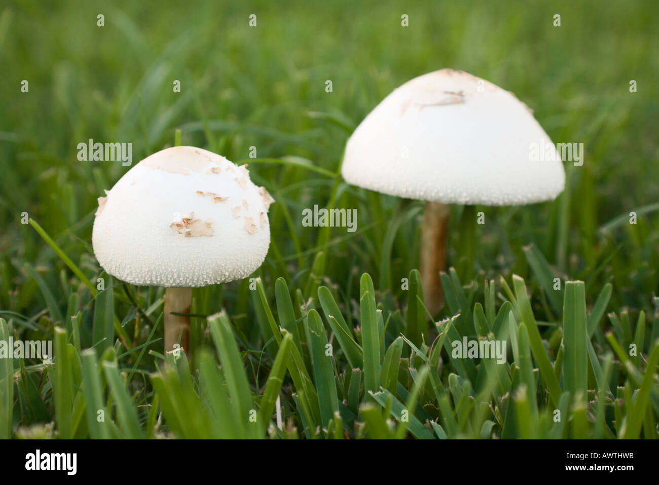 Mushroom fungi growing in green grass lawn Stock Photo Alamy