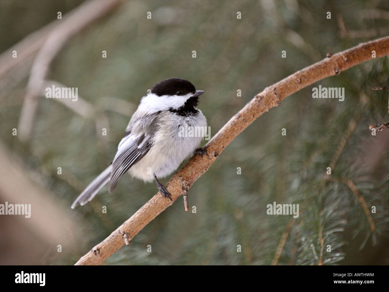 Black capped chickadee songbird hi-res stock photography and images - Alamy