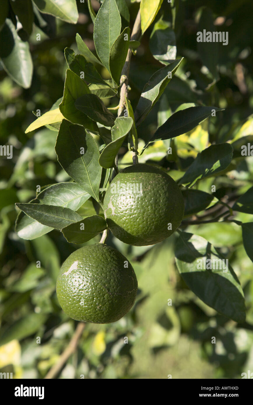 Satsuma plant with fruit Stock Photo Alamy