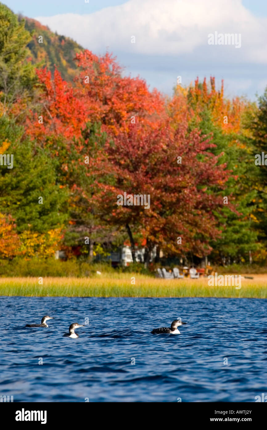 Loons on Piseco Lake, Adirondack Mountains, New York, United States