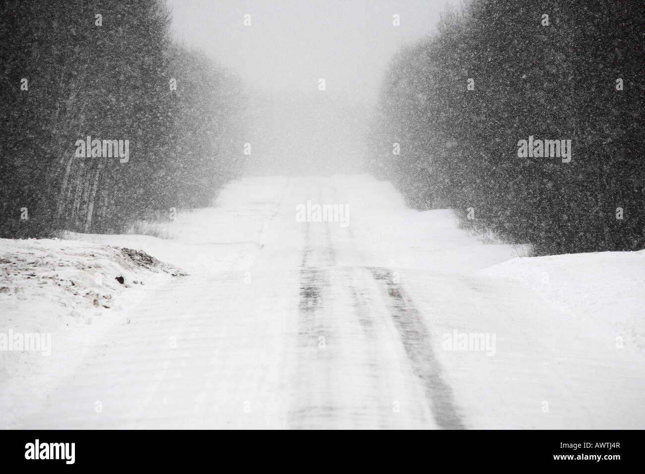Forest road in winter Stock Photo - Alamy