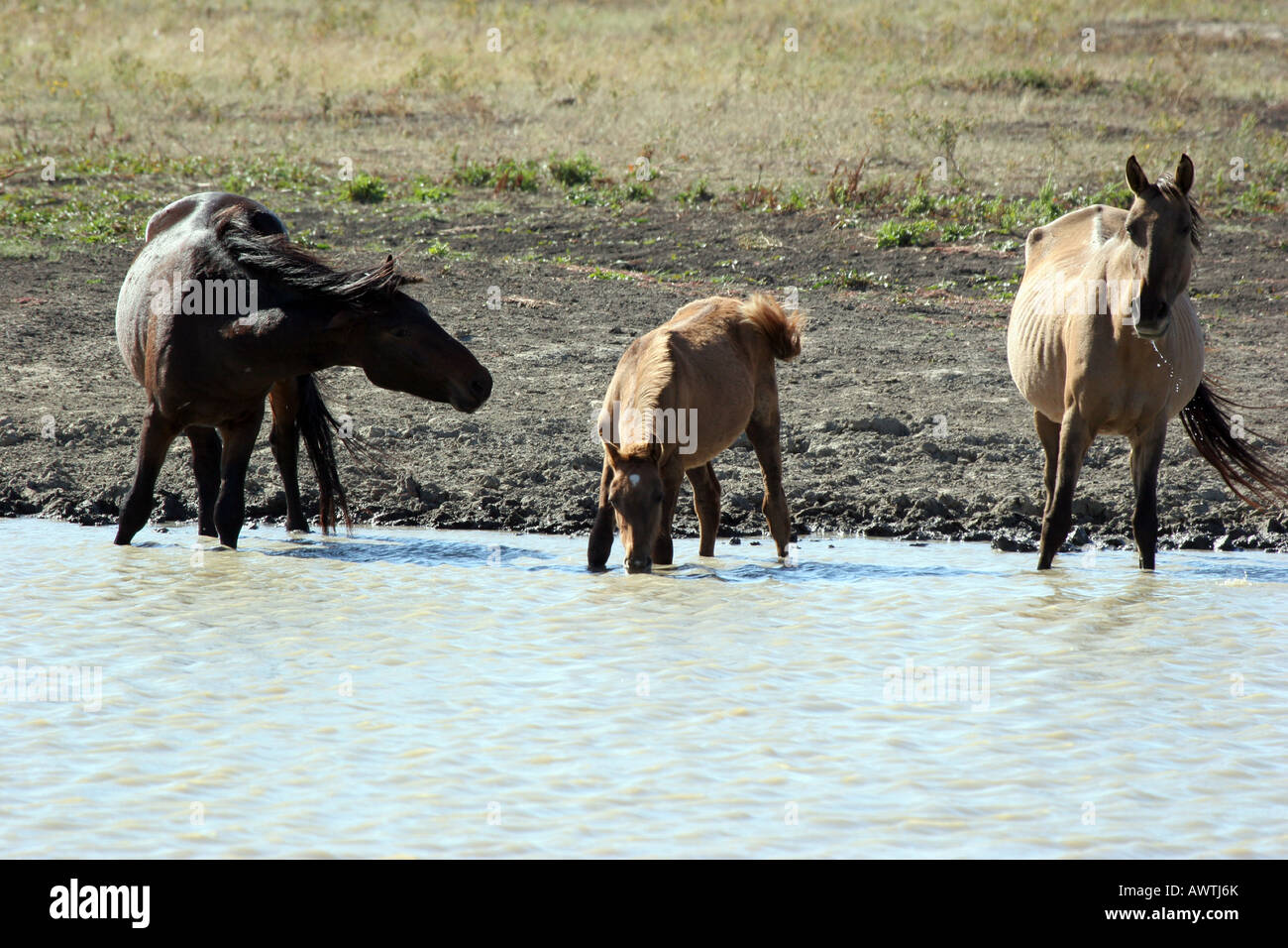 Wild horses at a watering hole to get a drink One horse is not happy to