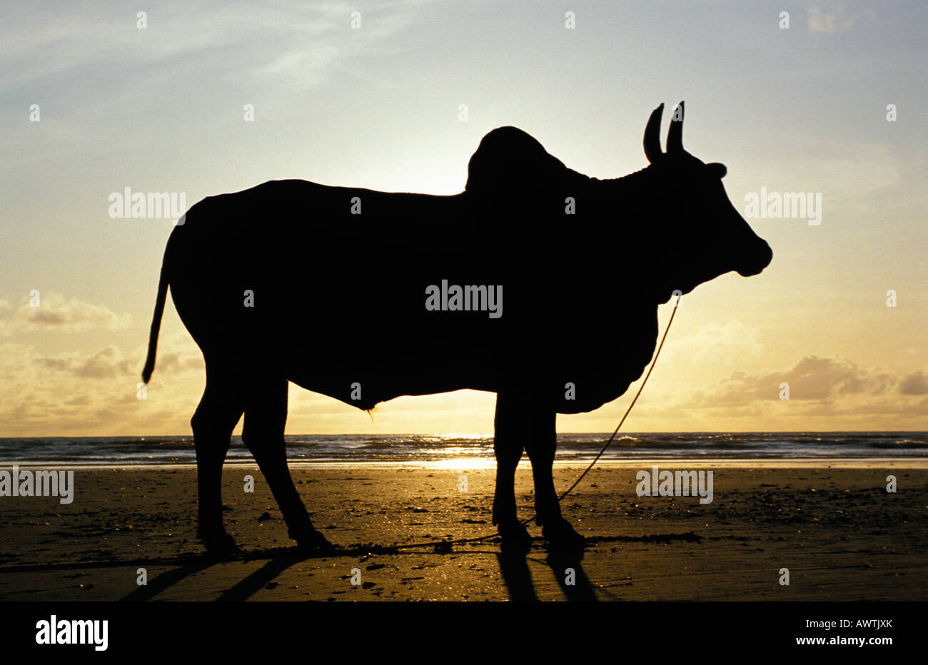 Zebu Zebu Bos indicus madagascar agriculture animals Artiodactyla Bovidae bovids Bovinae Buckelrinder cattle cow domestic domest Stock Photo