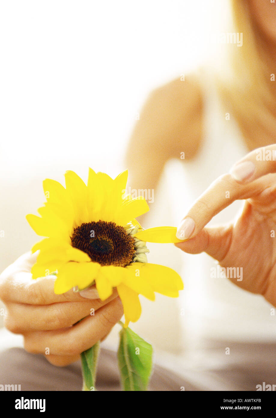 Woman plucking petals from flower, close up Stock Photo Alamy