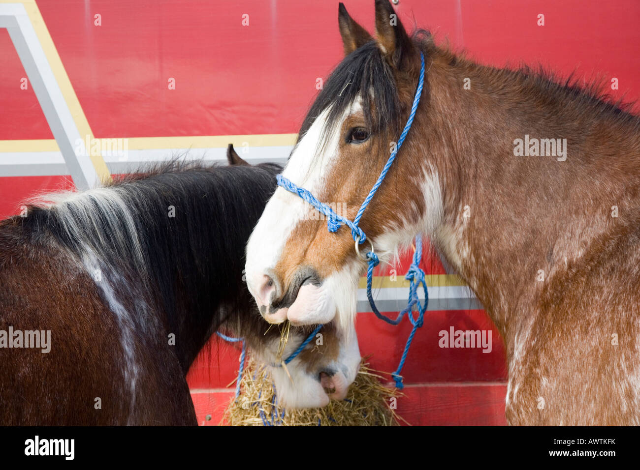 Clydesdale horse head hires stock photography and images Alamy