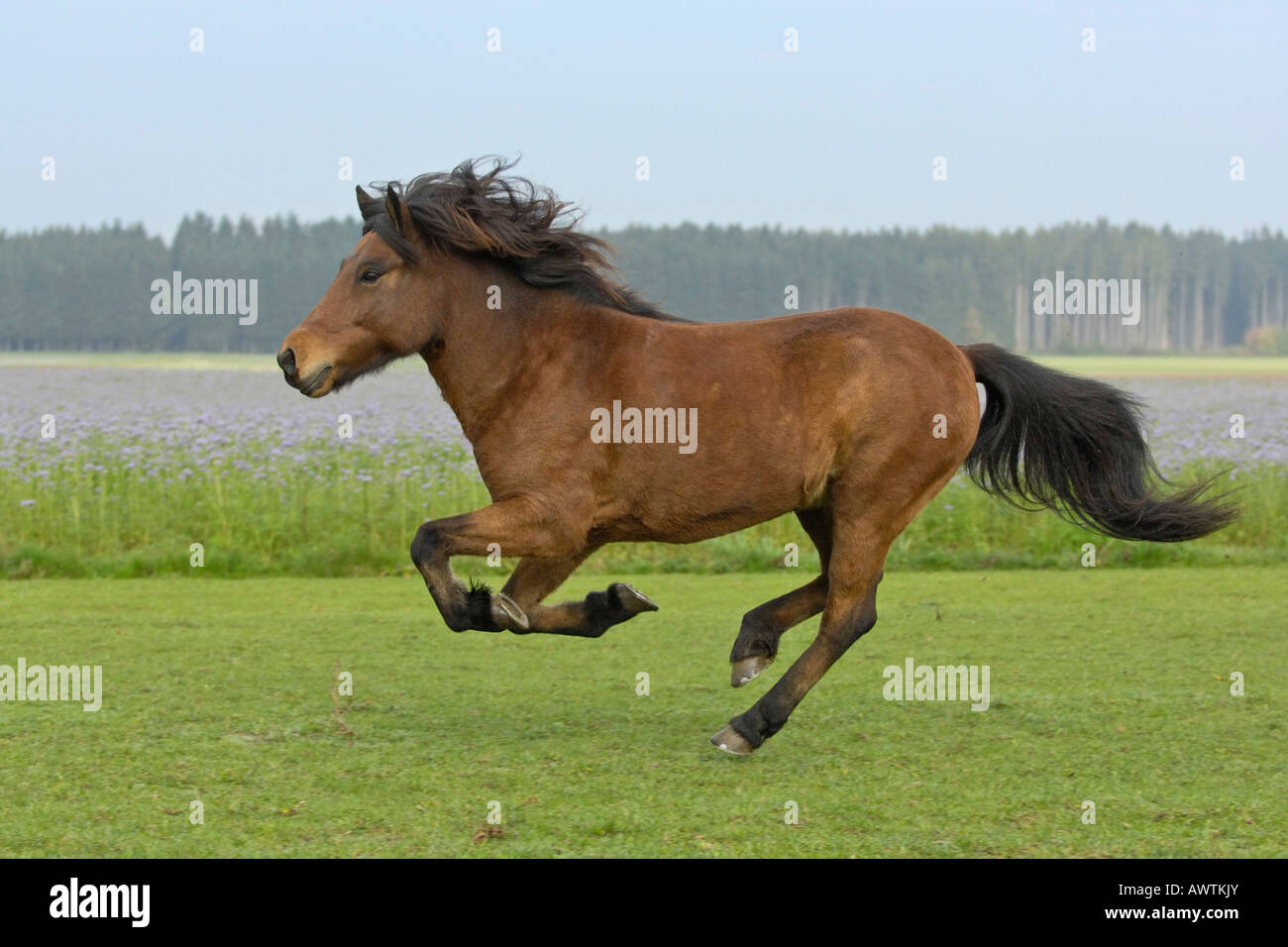 Galloping Icelandic horse in the paddock Stock Photo