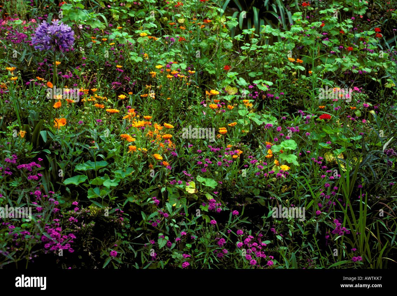 flower, flowers, wildflower, wildflowers, Albert Town, Cockpit Country, Blue Mountains, Jamaica Stock Photo