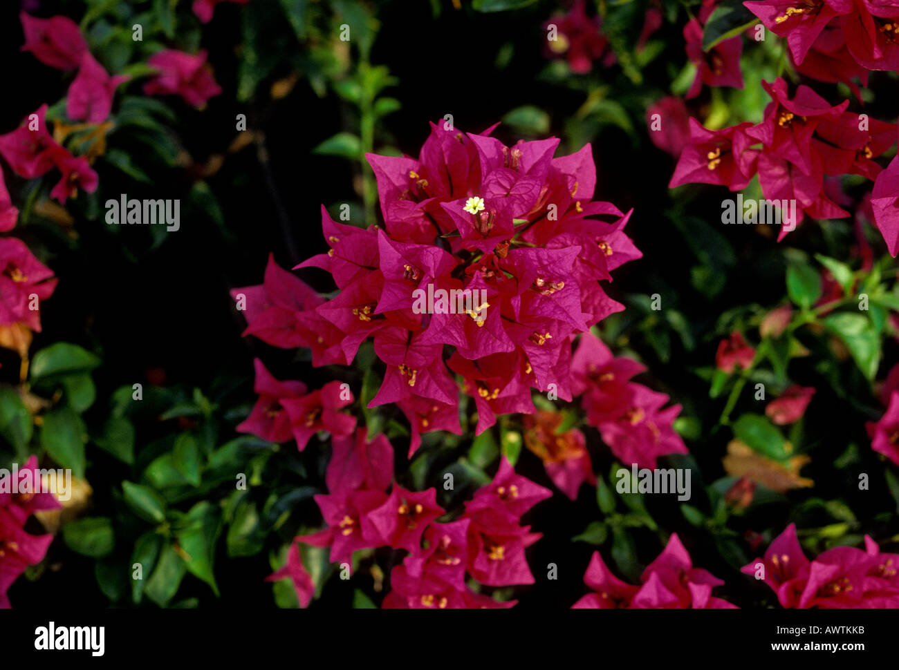 flower, flowers, wildflower, wildflowers, Albert Town, Cockpit Country, Trelawny Parish, Blue Mountains, Jamaica, Caribbean Stock Photo