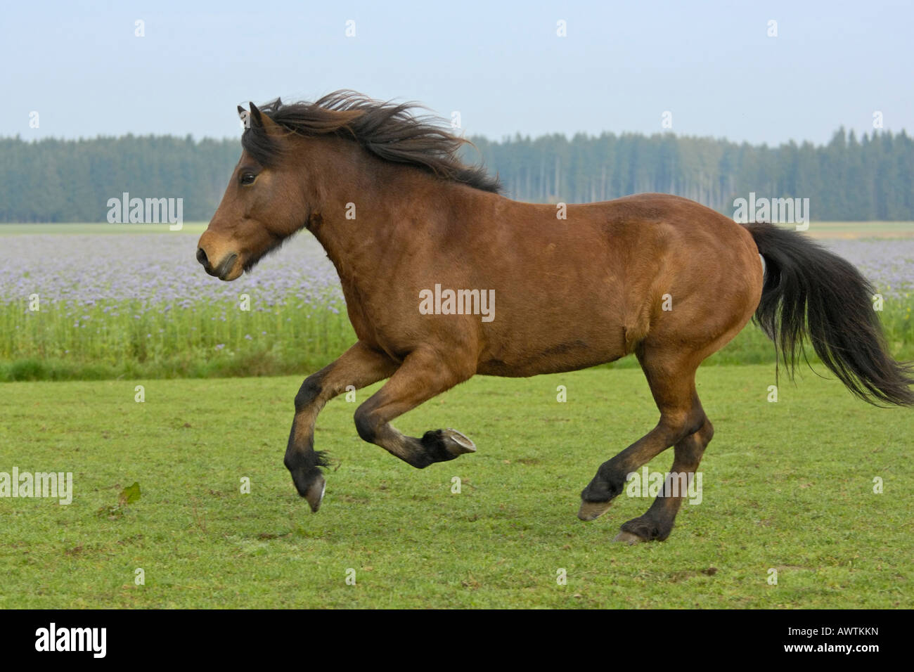Galloping Icelandic horse in the paddock Stock Photo