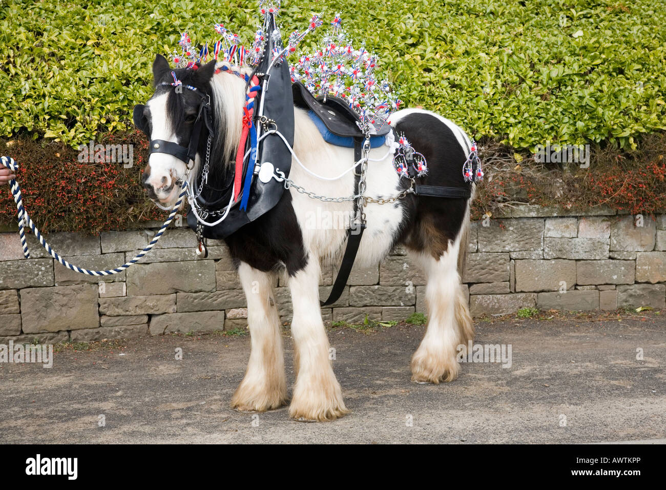 Clydesdale Shire draught heavy horse with white blazes, Decorated