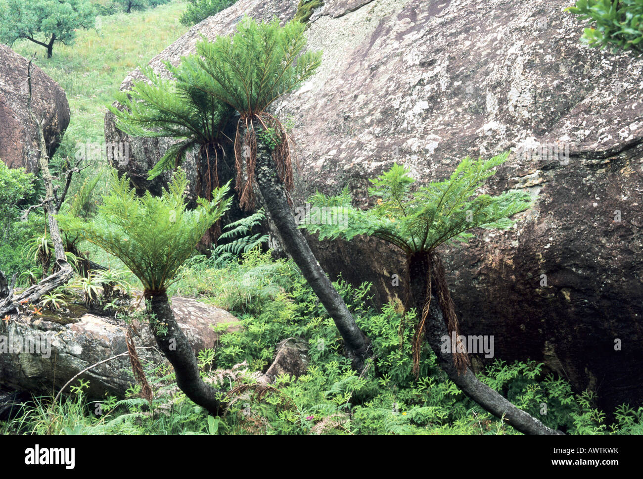 Cyathea dregei KwaZulu-Natal uKhahlamba Drakensberg National  Park South Africa Stock Photo