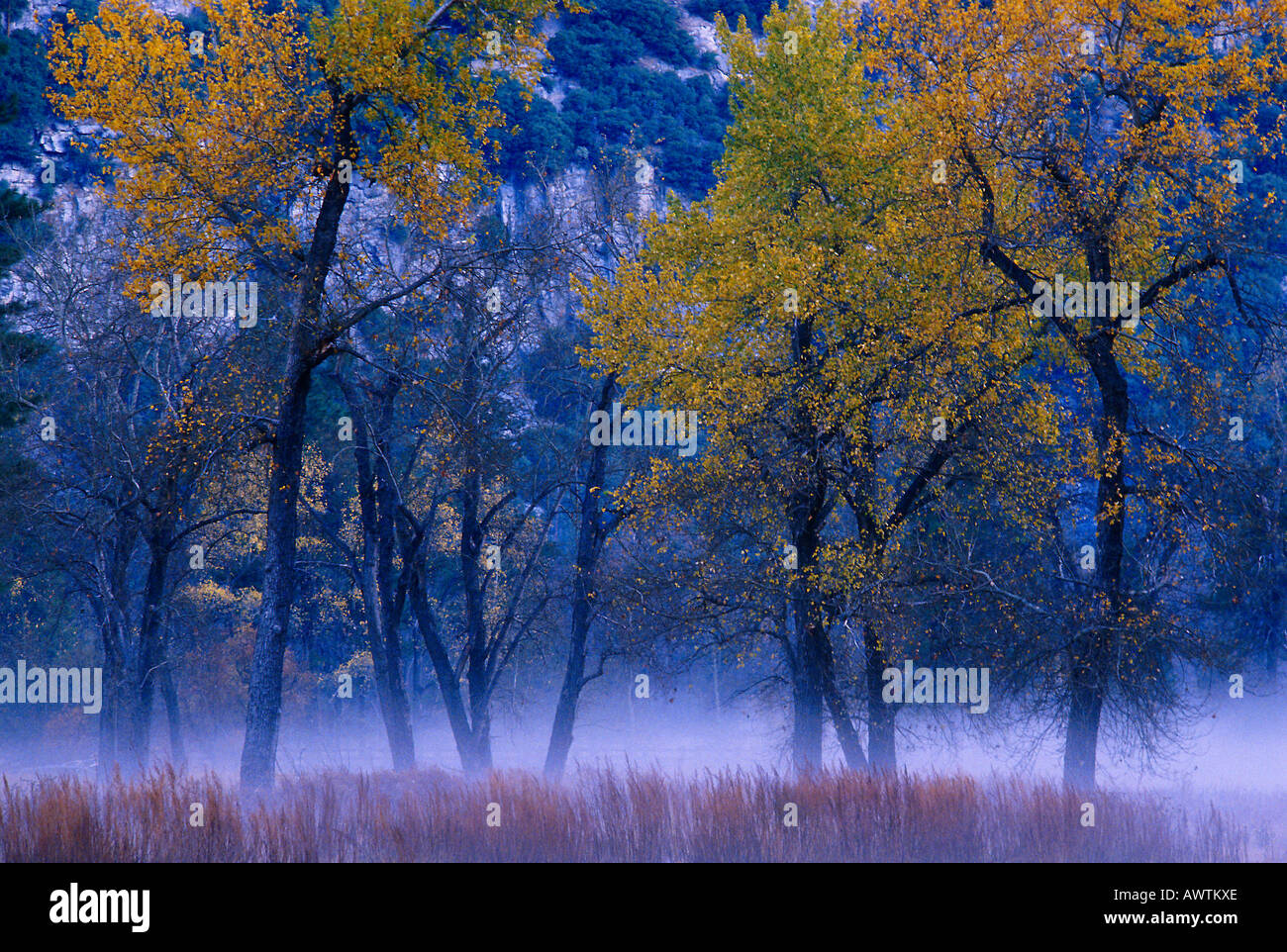 Fall colors in morning mist Yosemite Valley California United States ...