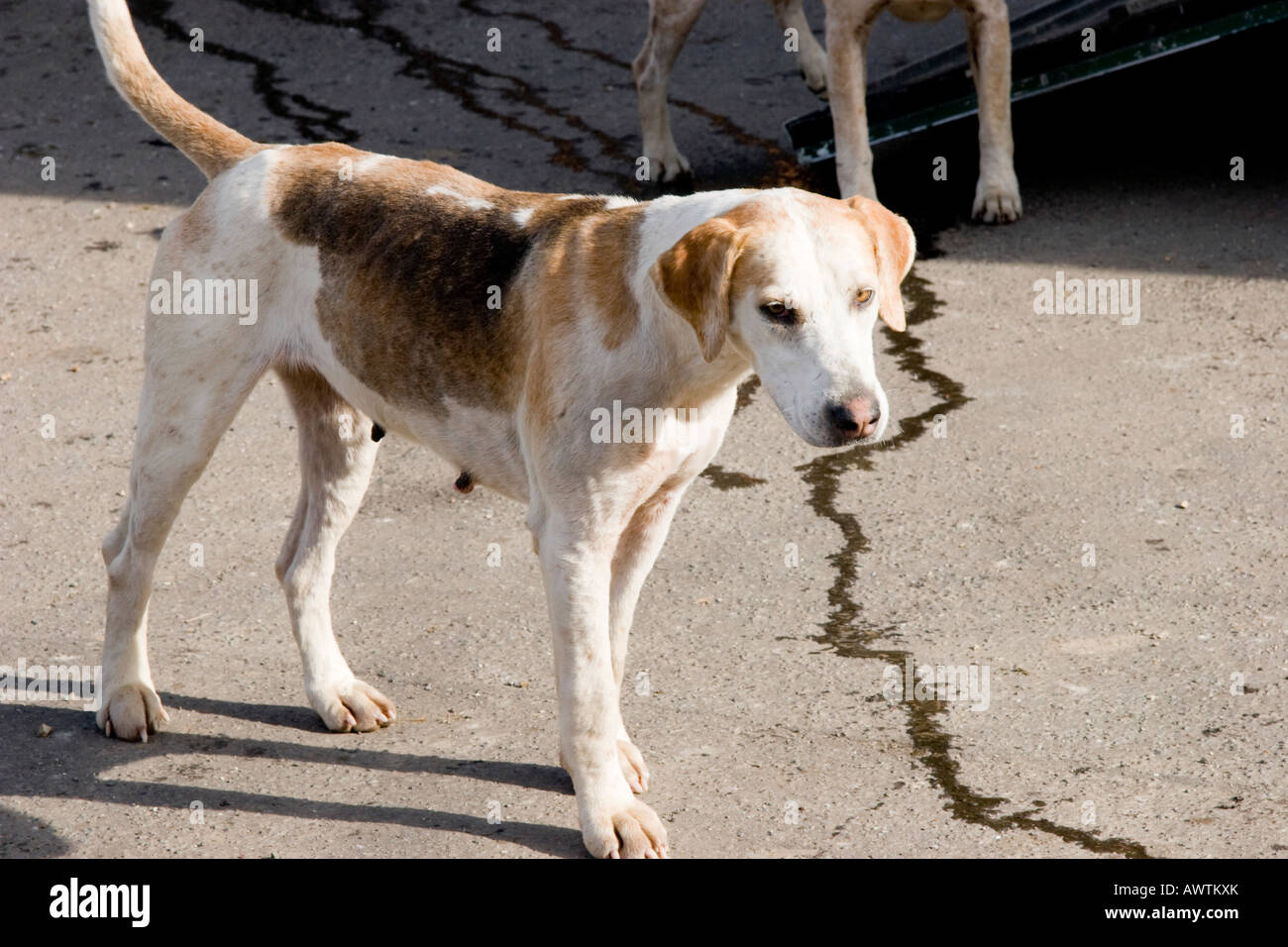 Foxhound Suffolk England Stock Photo