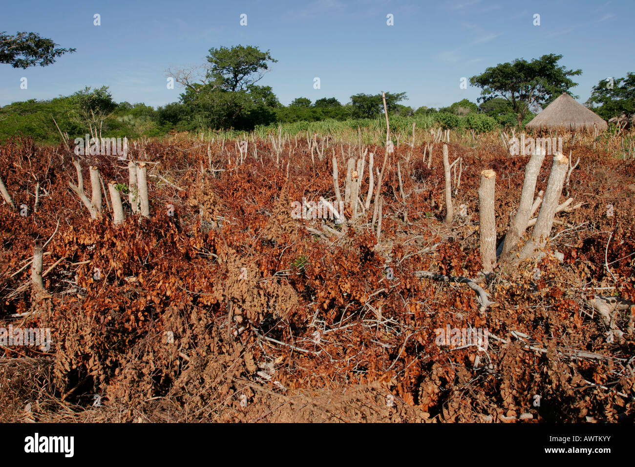 Trees cut during slashandburn agricultural practices by rural farmers