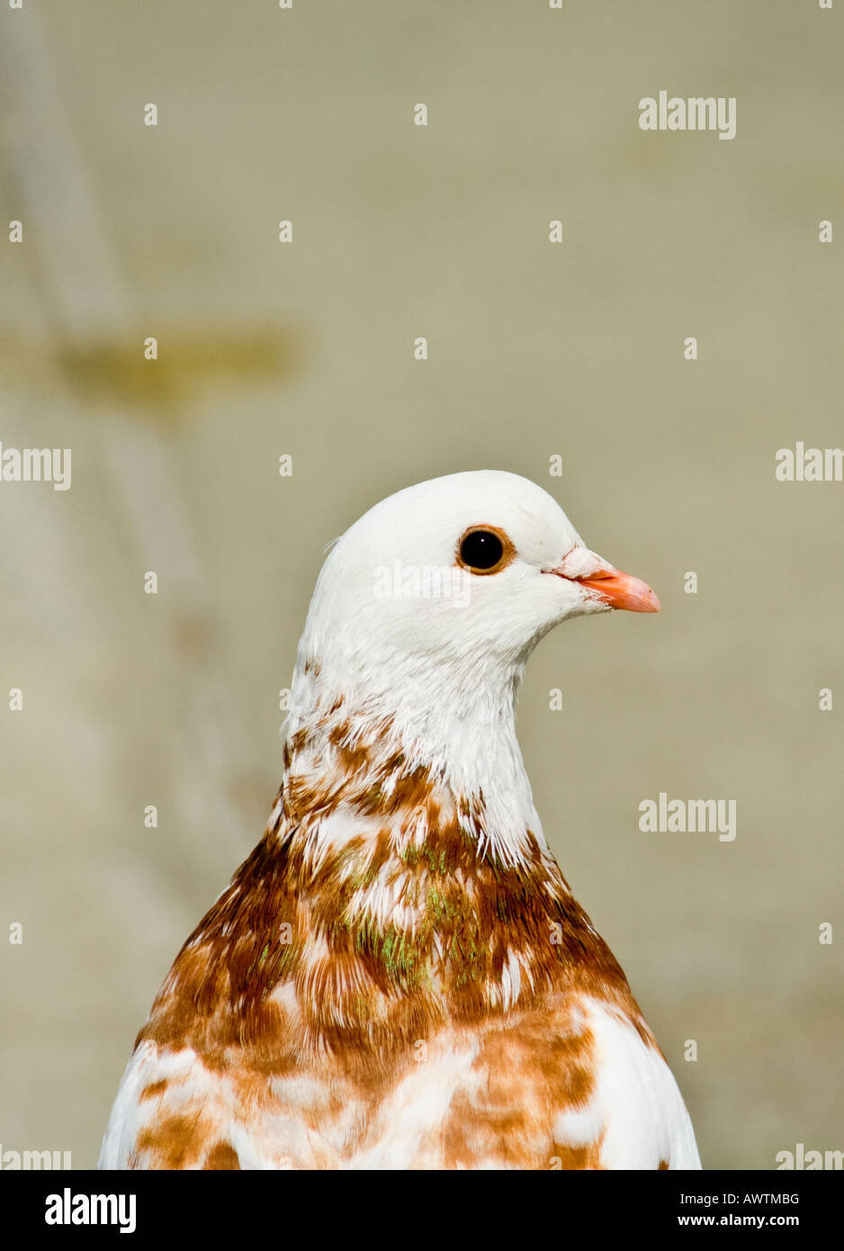 Pigeon portrait Stock Photo