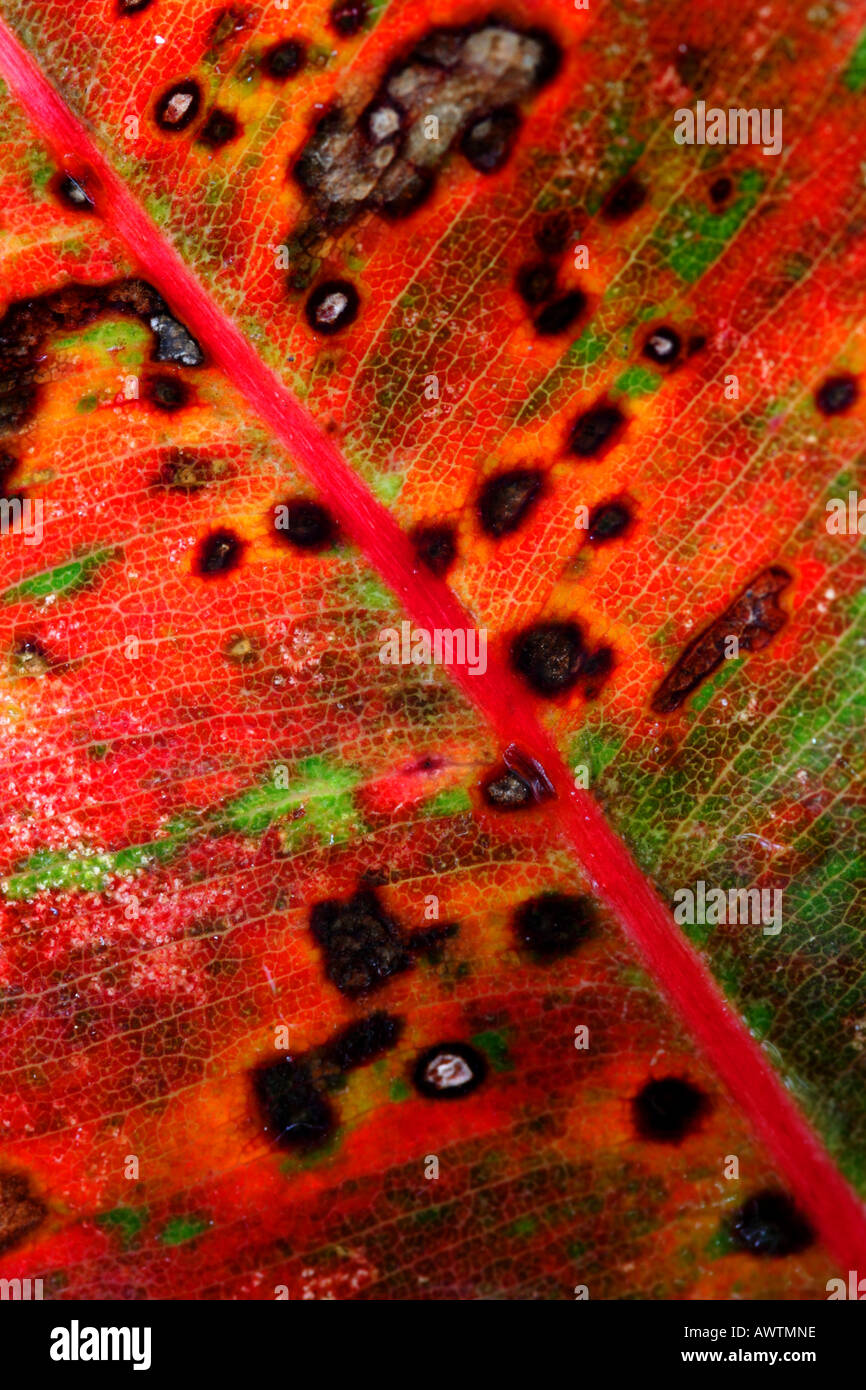 A fallen eucalyptus leaf Stock Photo Alamy