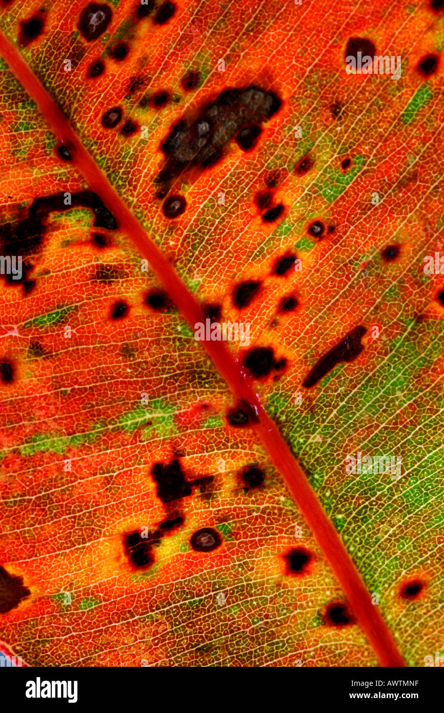 A fallen eucalyptus leaf Stock Photo Alamy