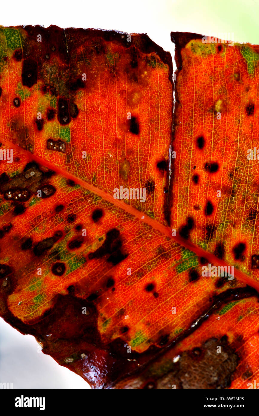 A fallen eucalyptus leaf Stock Photo Alamy