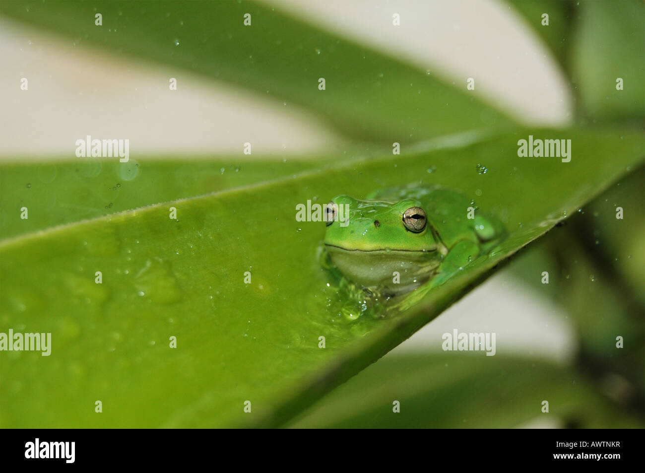 Cute green frogs australia hi-res stock photography and images - Alamy