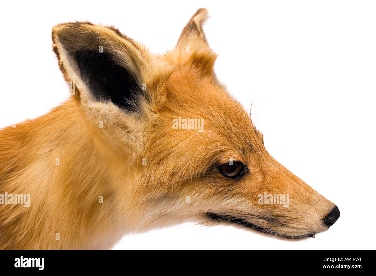Fox (Side View) Stock Photo