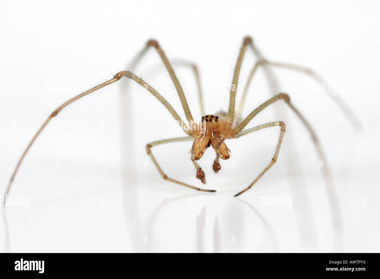 Head-on view of a male Tetragnatha extensa spider, family Tetragnathidae, on white background. Stock Photo