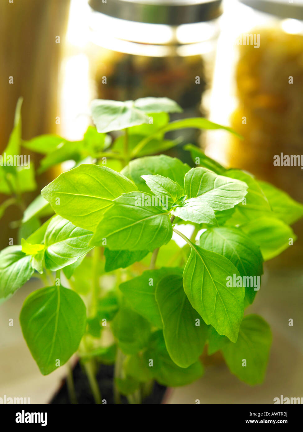 Classic medicinal plants hi-res stock photography and images - Alamy