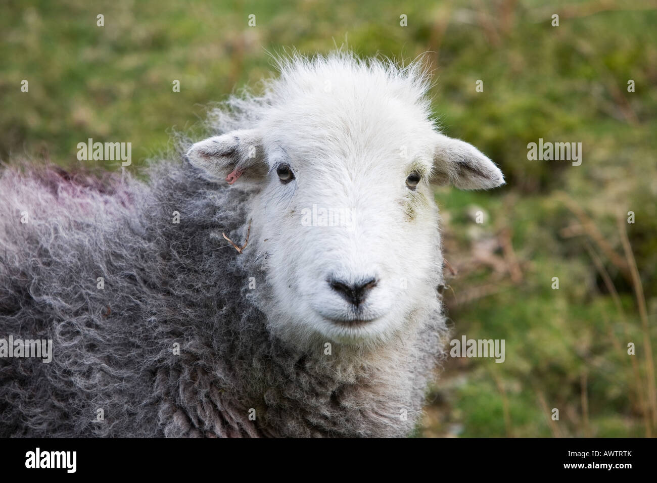 Ovis aries. Herdwick sheep Stock Photo