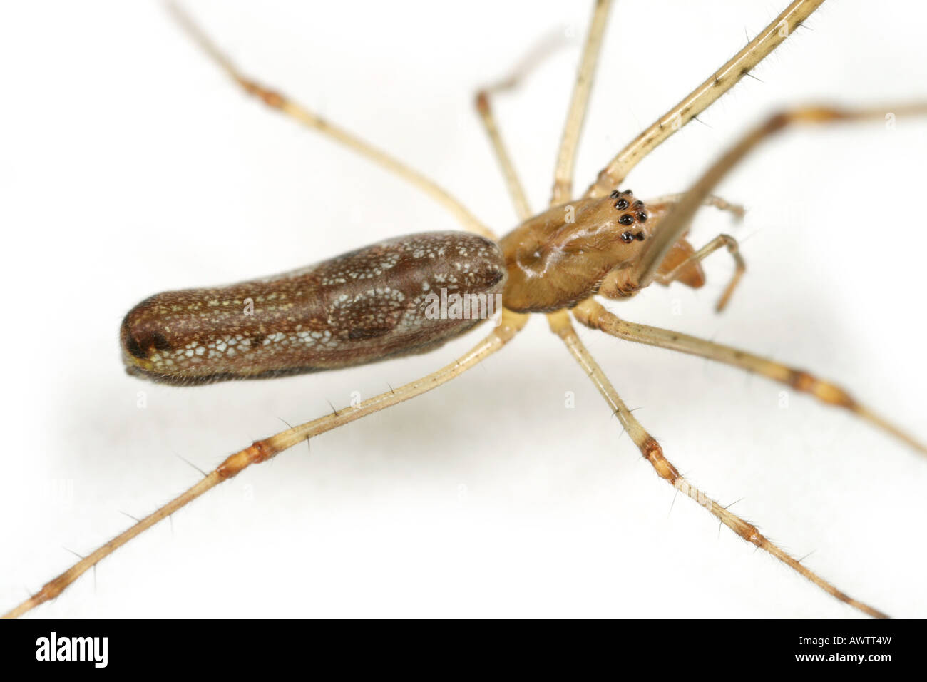 Tetragnatha montana a, family Tetragnathidae, a long jawed stretch spider. Stock Photo