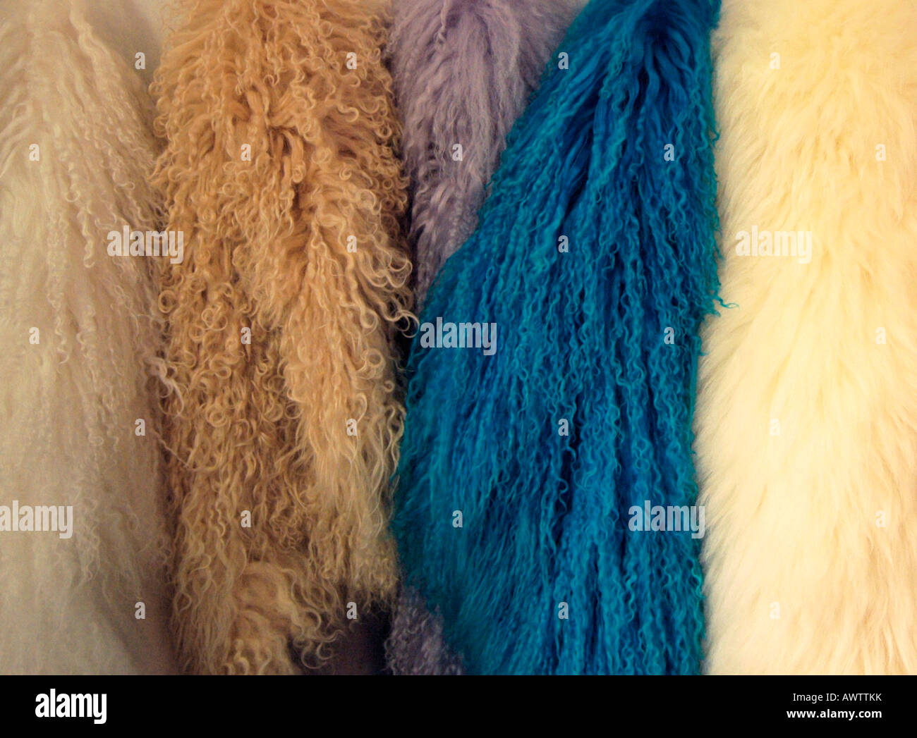 Mongolia wool samples Stock Photo Alamy